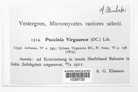 Puccinia virgaureae image